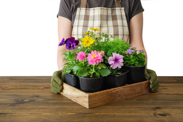 Woman gardener holds a wooden tray with several flower pots. Isolated on white