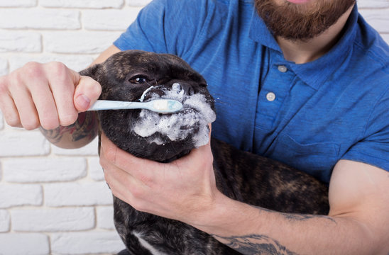 dog brushing their teeth close-up. toothbrush with toothpaste