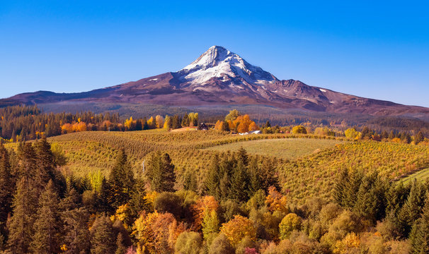 Aerial view of Mt Hood with a fruit orchard in the foreground on an autumn day just after sunrise looking south towards the mountain