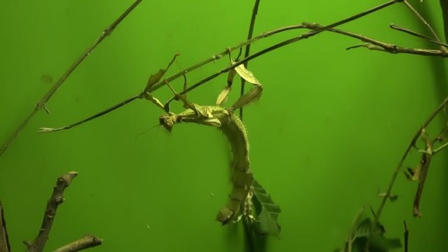 Walking stick insect on branch . Wide view