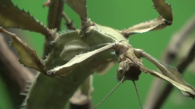 Walking stick insect  extreme close up, magnification