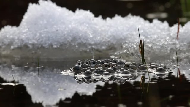 brown frog (Rana temporaria) laid eggs (frogspawn) in the pond, where the ice has not melted. Inside the gelatinous shell eggs are visible at the stage of development 2-4 days
