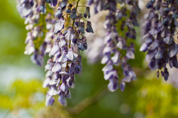 Purple Wisteria Flowers, Inniswood Metro Gardens, Westerville, Ohio