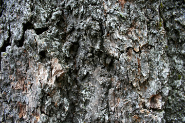 Sequoia Texture