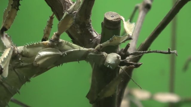 Walking stick insect eating leaf, extreme close up, magnification