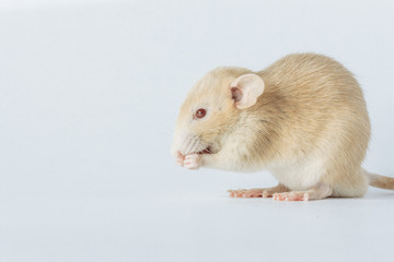 white laboratory rat isolated on white background