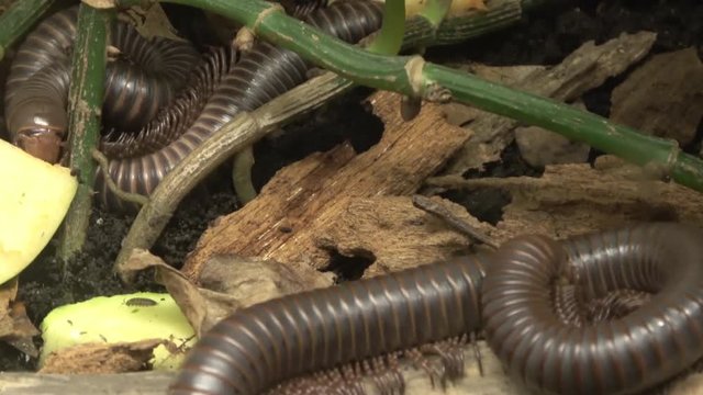 Giant Millipede . Camera zooms in on legs, feet