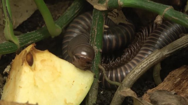 Giant Millipede . Camera zooms in on head, mouth, jaws eating 
