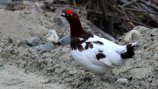 Spring courtship, male of willow grouse (Lagopus lagopus). Lapland
