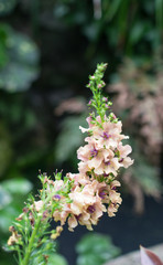 flowers in the garden