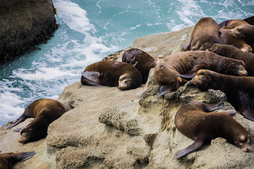 Sea lions resting on rocks, Cape Arago State Park, Coos Bay, Oregon