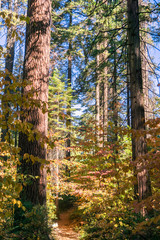  Trail lined up with colorful dogwood, Calaveras Big Trees State Park, California