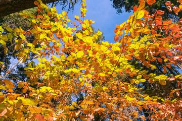 Colorful Pacific mountain dogwood shrubs on a sunny autumn day, Calaveras big trees state park,...