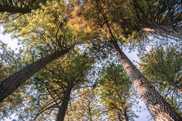 Looking up in a Ponderosa Pine forest on an autumn day, Calaveras Big Trees State Park, California