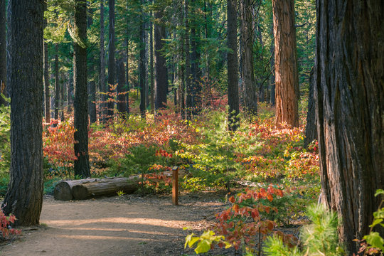 Trail through a forest painted in fall colors, Calaveras Big Trees State Park, California