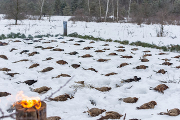 Hunting season, bird hunting. Traditional attitude to trophies. The bird is laid out among the...