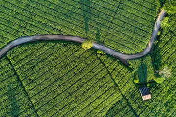 Aerial view of beautiful curve road and cottage in green corn field. Abstract geometric shapes of agricultural parcels. Lush landscape in countryside. Shot from drone. Nature and agriculture concepts
