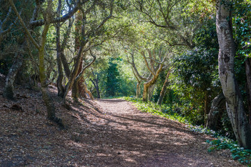 Path lined up with coastal live oak trees in Mission Trail Park, Carmel-by-the-Sea, Monterey Peninsula, California