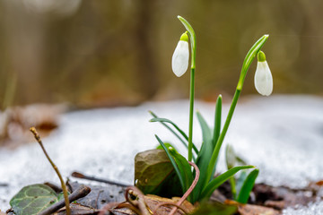 Snowdrop flowers in spring forest close up (Galanthus nivalis)