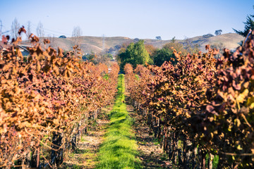 Green grass growing between the rows of a vineyard in December, Livermore, east San Francisco bay, California