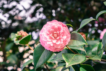 Close up of pink Camellia flower, California