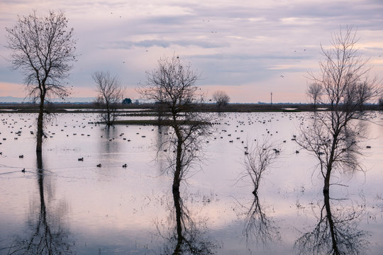 Sunset view over the marshes of Llano Seco Unit wildlife refuge, Sacramento National Wildlife Refuge, California