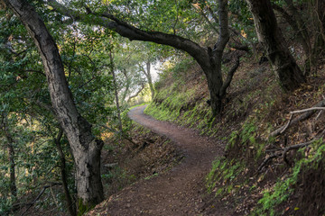 Hiking trail through the woods of Rancho San Antonio County Park, Santa Cruz mountains, Cupertino,...