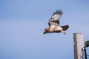 Red-tailed Hawk (Buteo jamaicensis) taking flight from a wooden post, Sunnyvale, San Francisco bay...