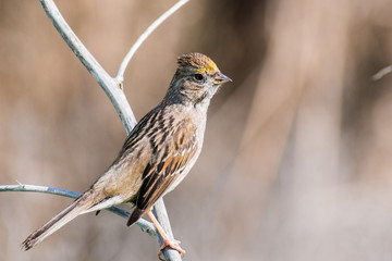 Close up of young Golden-crowned sparrow (Zonotrichia atricapilla), California; they are migrating...