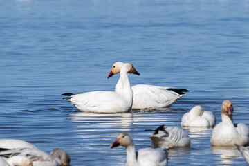 Snow Geese (Chen caerulescens) swimming on a pond in the Sacramento National Wildlife Refuge, California