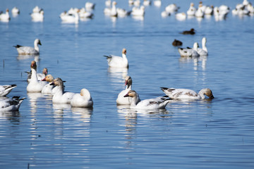 Snow Geese (Chen caerulescens) swimming on a pond in the Sacramento National Wildlife Refuge,...