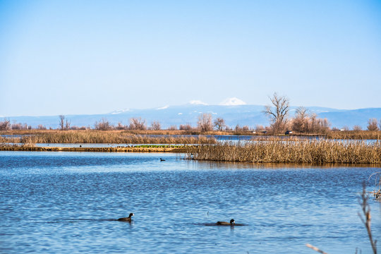 Restored ponds and marshes in Sacramento National Wildlife Refuge on a sunny day, California - Powered by Adobe