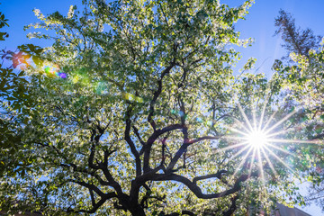 Bright sunlight shining through the foliage of a tree in bloom, California; spring concept