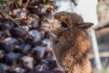 alpaca