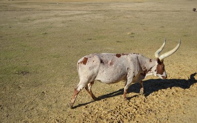 longhorn steer in a pasture