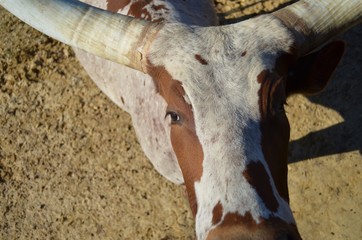 close up picture of a longhorn