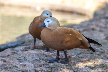 the duck