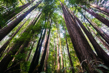 Redwood trees (Sequoia Sempervirens) in the forests of Henry Cowell State Park, Santa Cruz mountains, San Francisco bay area