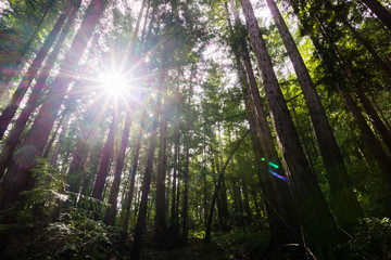 Sun shining through a Redwood trees forest (Sequoia Sempervirens) in the forests of Henry Cowell...
