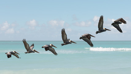 motion sequence of pelican flight, composing - obrazy, fototapety, plakaty