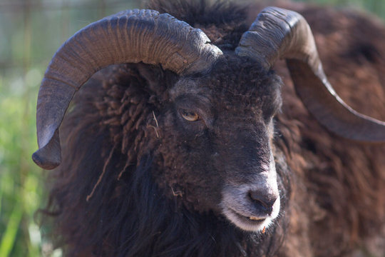 The Mutton  Montone