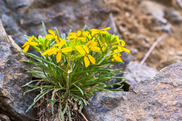 Erysimum franciscanum, commonly known as the Franciscan wallflower or San Francisco wallflower, endemic to California; classified as at risk (vulnerable); has a limited, discontinuous distribution