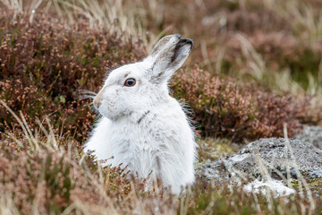whte mountain hare in the rain © jamie