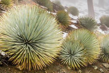 Chaparral Yucca (Hesperoyucca whipplei) growing on the slopes of Mt San Antonio, snow on the...