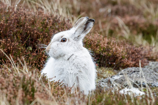 whte mountain hare in the rain
