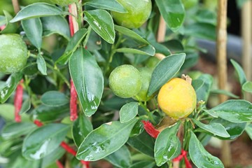 Orange tree in garden
