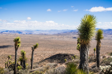 Young Joshua Tree (Yucca Brevifolia); growing at high altitude; wide valley in the background;...