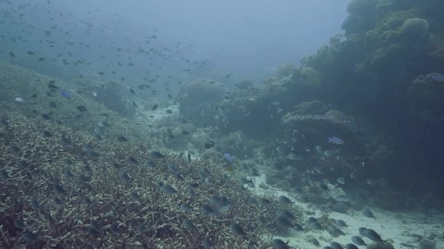 Sea fish swimming over coral reef and seaweed on sea bottom underwater view. Scool of tropical fish in blue sea on coral reef landscape. Scuba diving and snorkeling in deep ocean.