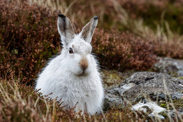 whte mountain hare in the rain