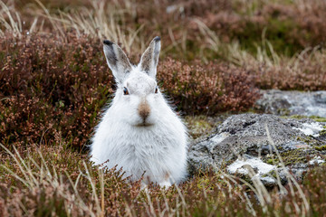 whte mountain hare in the rain